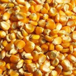 Maize Seeds