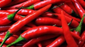 Fresh Red Chilli