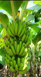 Cavendish Banana G9