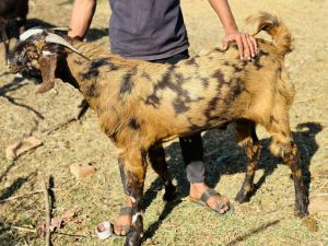 Qurbani Bakre Sirohi Gujari