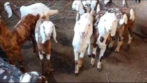 Sirohi Gujari Goat