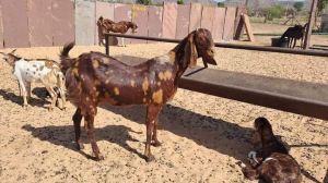 Sirohi Gujari Bakriya