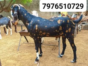 Sirohi Gujari Bkariya