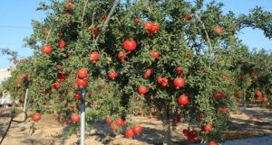 sinduri bhagwa pomegranate plant
