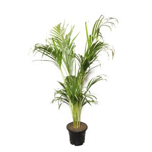 Areca Palm