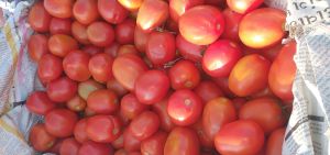 Nashik Tomato