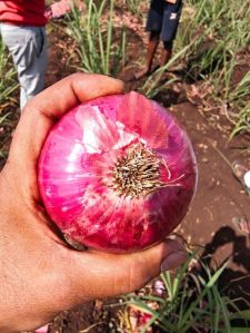 fresh red onion
