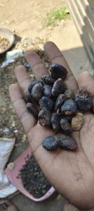 Bhilwa Seeds