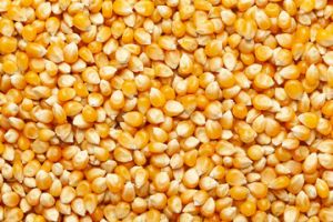 yellow maize seeds