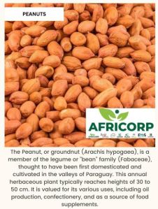 groundnut kernel