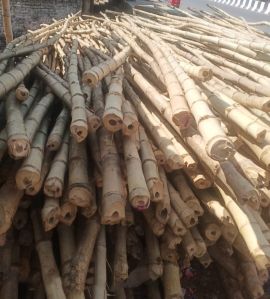 dry bamboo sticks