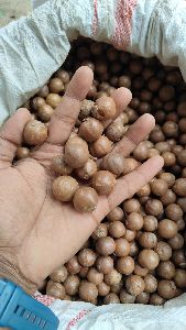 Macadamia Nuts seed