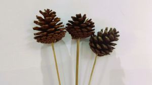 Brown Natural Pine Cones