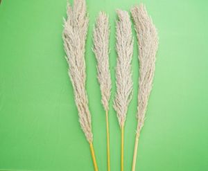 Dried Pampas Reed Grass