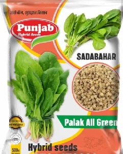 spinach all green sadabahar