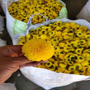 Marigold Chamanthi Chrysanthemum Nursery Plant