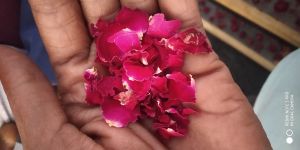 Solar dry rose petals