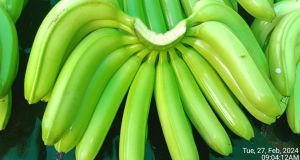 G 9 Cavendish Banana