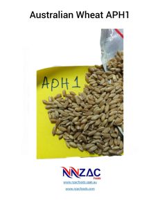 Australian Wheat APH1
