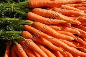 Fresh Carrot