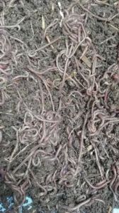 Brown Live Earthworms For Composting