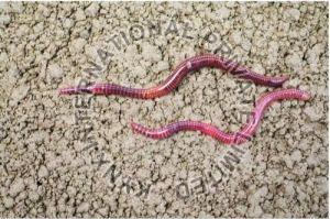 Lumbricus Rubellus Red Live Earthworm