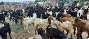 Cutting Goat Sirohi Ajmeri