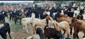 Sirohi Goat Cutting Goat