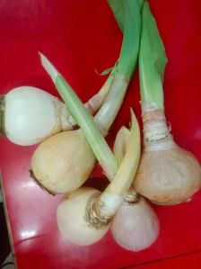 Perennial Onion Root, Shelf Life : 24 Months