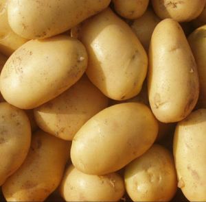 3797 Dry Potato