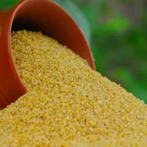 foxtail millet