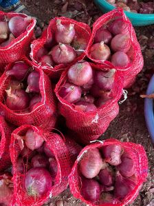 Fresh Red onion