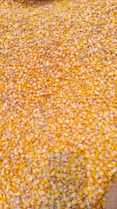 Yellow Maize