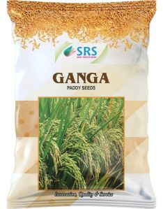 Ganga Paddy Seeds