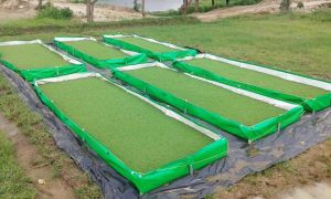 Eco Friendly Azolla Bed