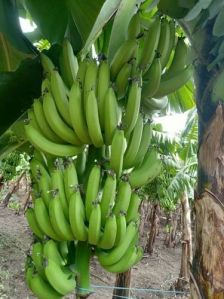 Organic G9 Green Banana