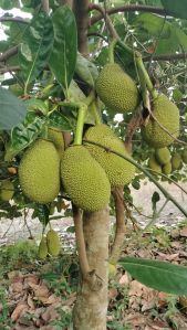 Vietnam Early Jackfruit Plant