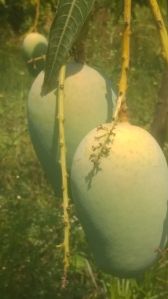 Fresh Kesar Mango