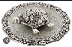 Tortoise on Glass Plate