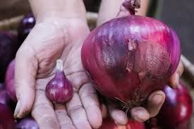 Big / Small Onion