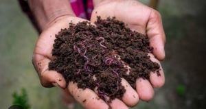 Vermicompost