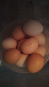 Country Chicken Egg