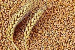 Wheat Grain