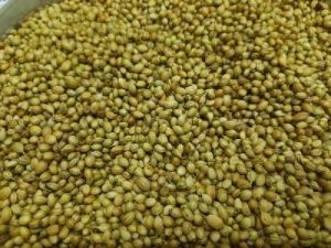 coriander seeds