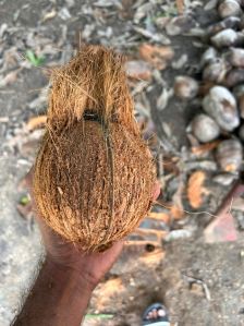 A Grade Solid Semi Husked Coconut