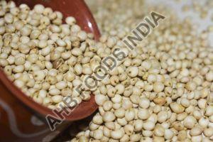 Sorghum Millet Seeds