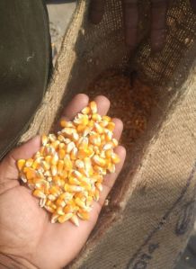 animal feed yellow maize seeds