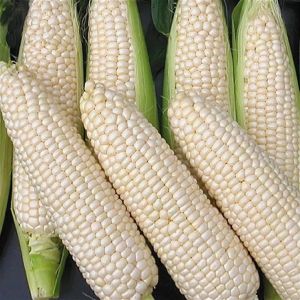 White Corn Flour