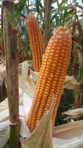 Yellow Corn