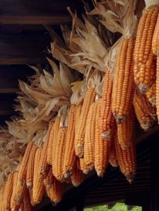 Yellow Corn Seeds